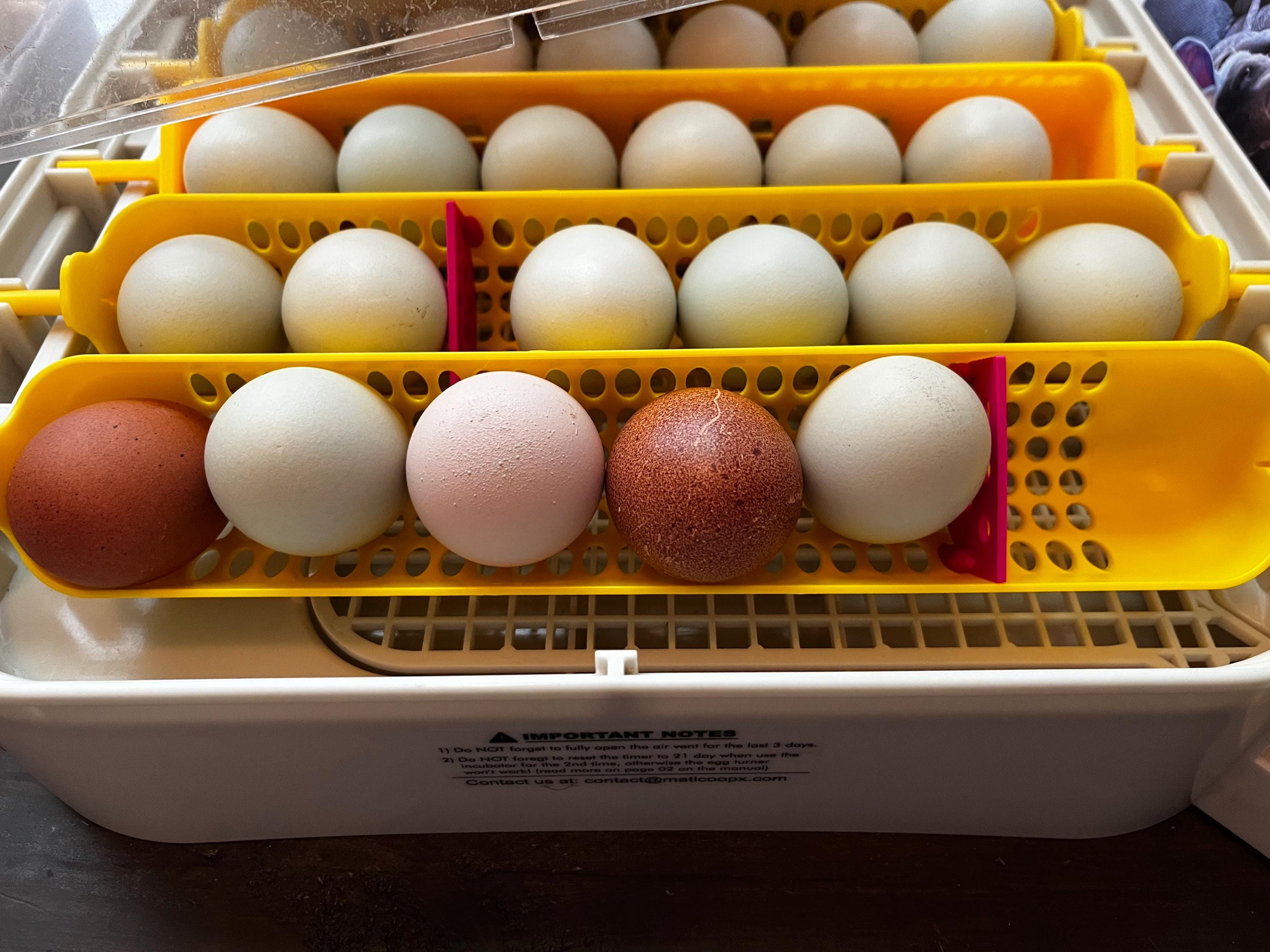 Maticoopx Egg Separators | 3D Printed