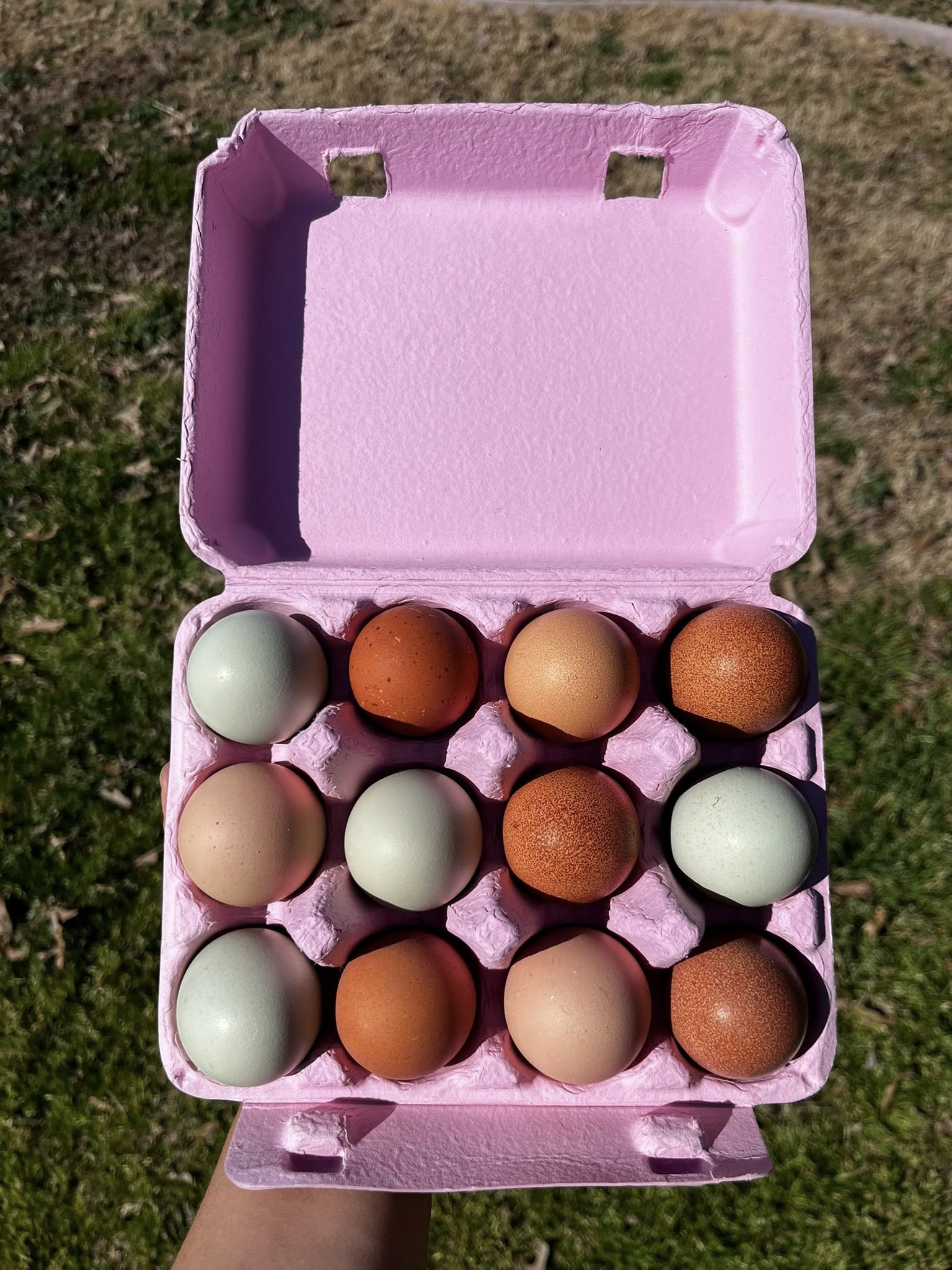 Rainbow Hatching Eggs – One Dozen | Rooster Roulette