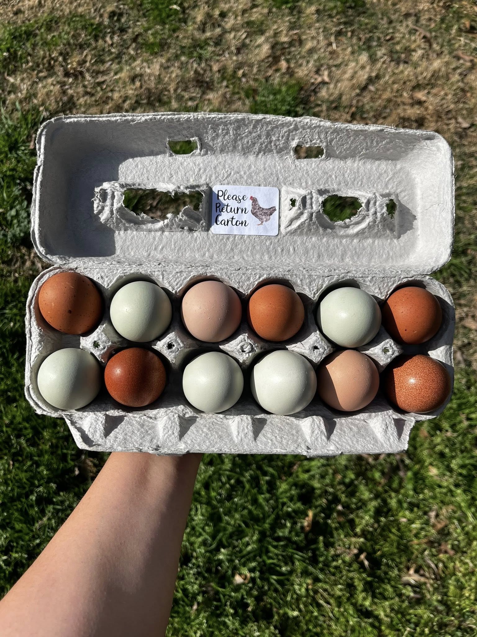 Rainbow Hatching Eggs – One Dozen | Rooster Roulette