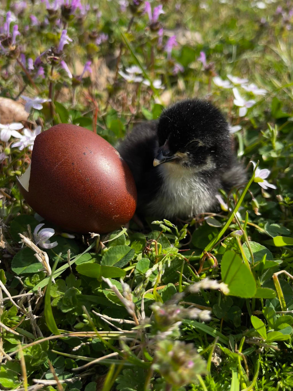 Black Copper Marans Hatching Eggs  – One Dozen | Levels 7+