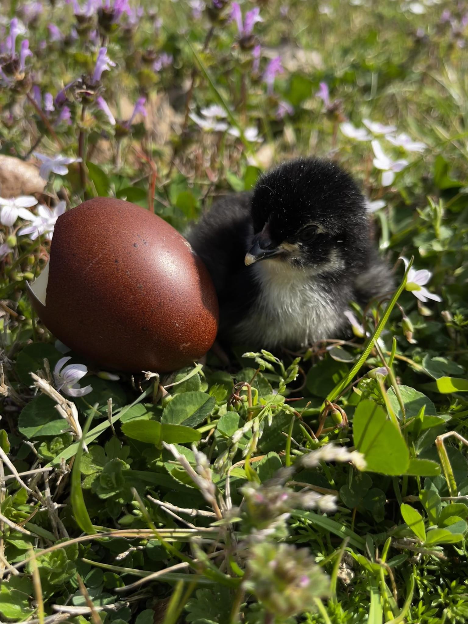 Black Copper Marans Hatching Eggs  – One Dozen | Levels 7+