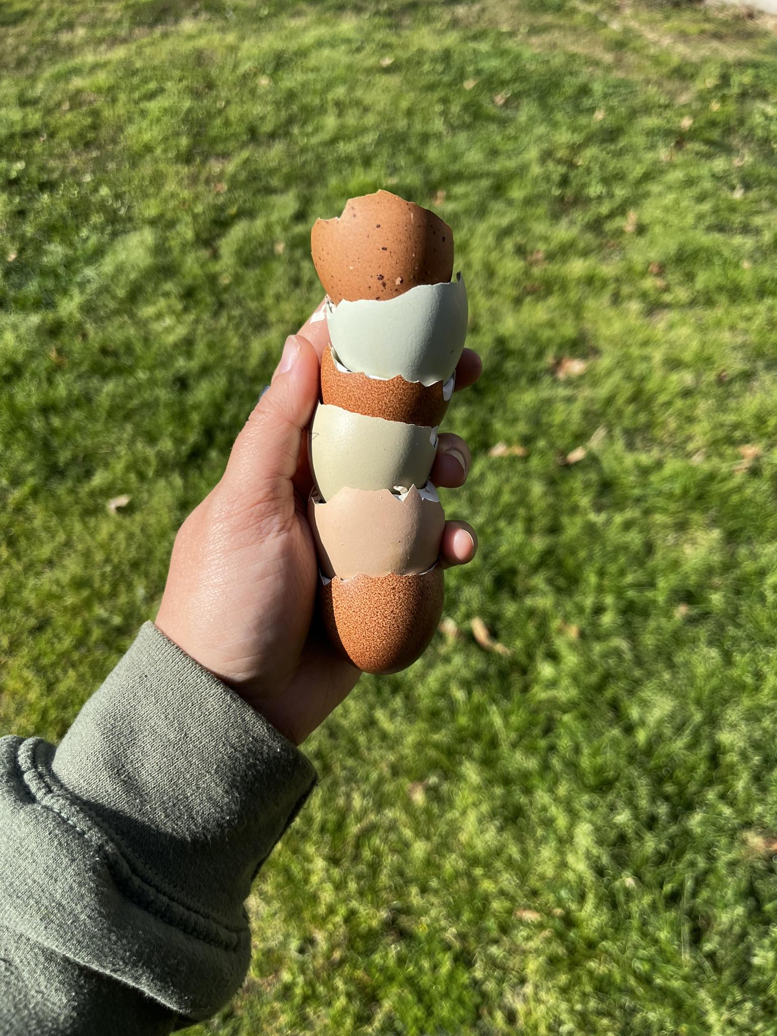 Rainbow Hatching Eggs – One Dozen | Rooster Roulette