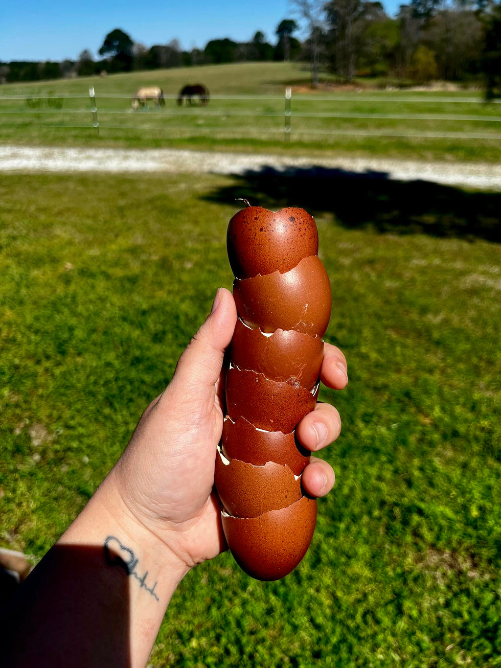 Black Copper Marans Hatching Eggs  – One Dozen | Levels 7+