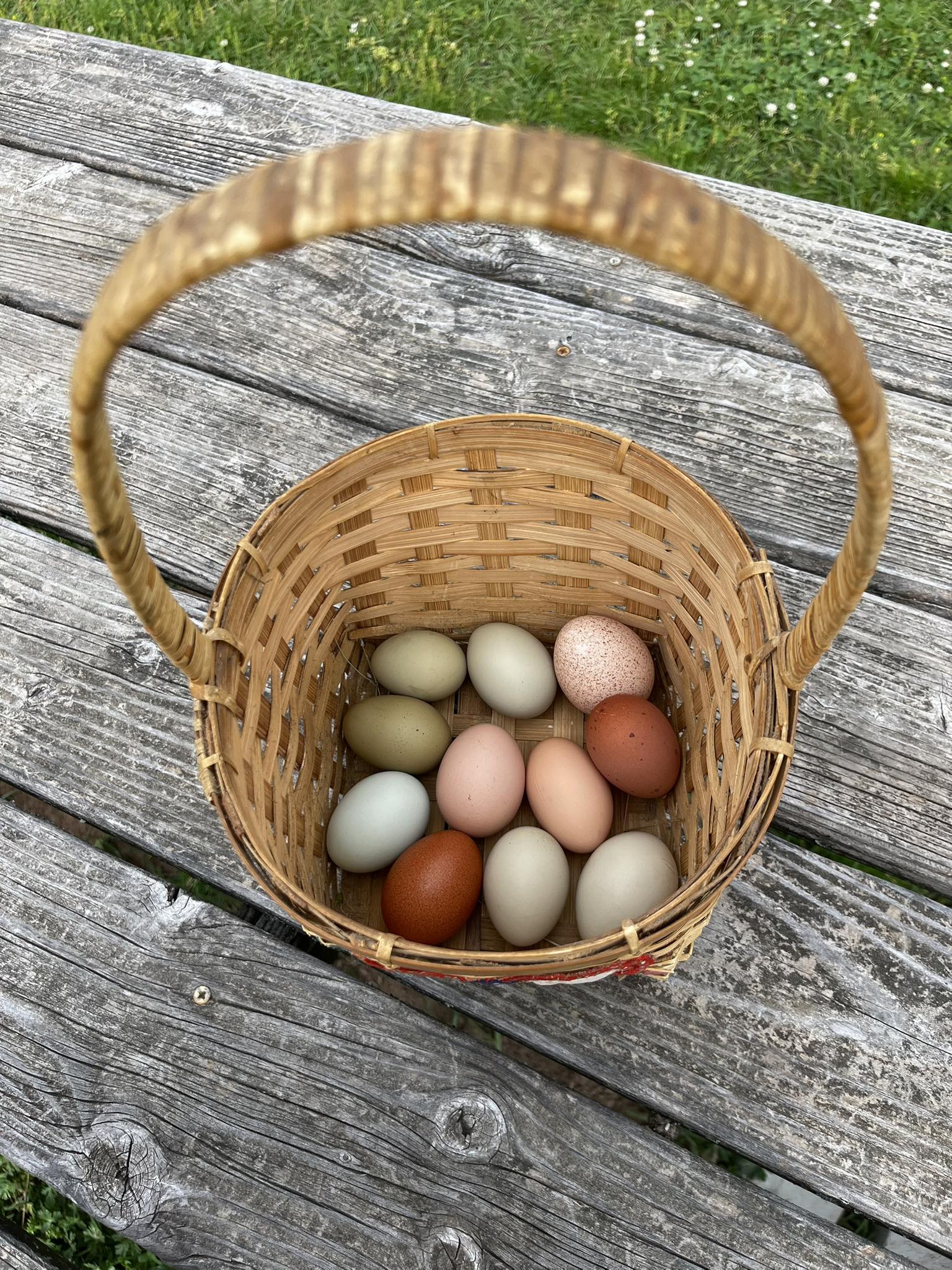 Rainbow Hatching Eggs – One Dozen | Rooster Roulette