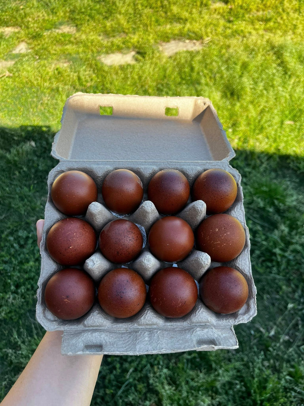 Black Copper Marans Hatching Eggs  – One Dozen | Levels 7+