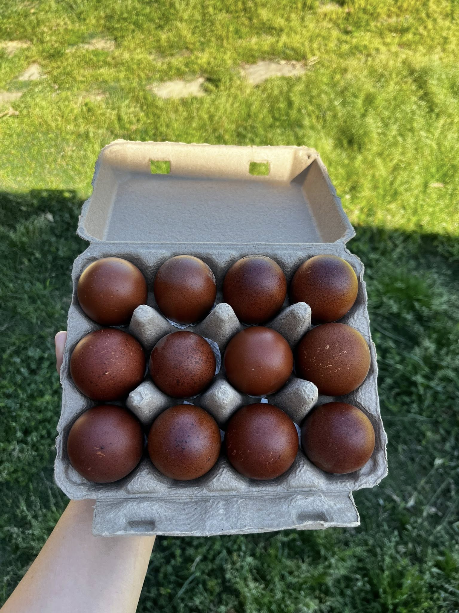 Black Copper Marans Hatching Eggs  – One Dozen | Levels 7+