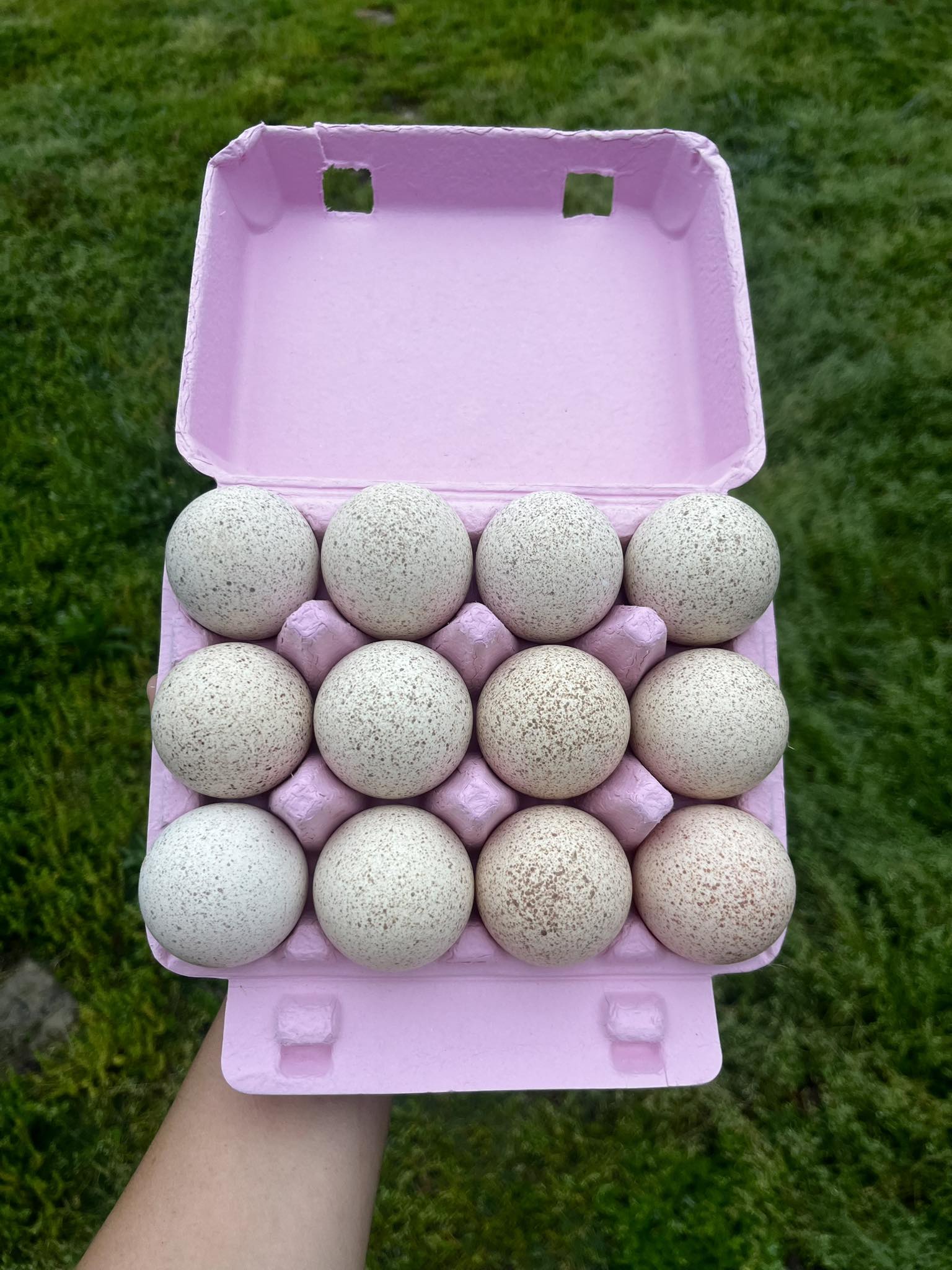 Heritage Blue Slate Turkey Hatching Eggs – Half Dozen | Blue Slate, Lavender & Black Poults