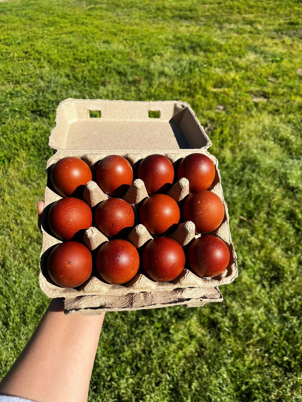 Black Copper Marans Hatching Eggs  – One Dozen | Levels 7+