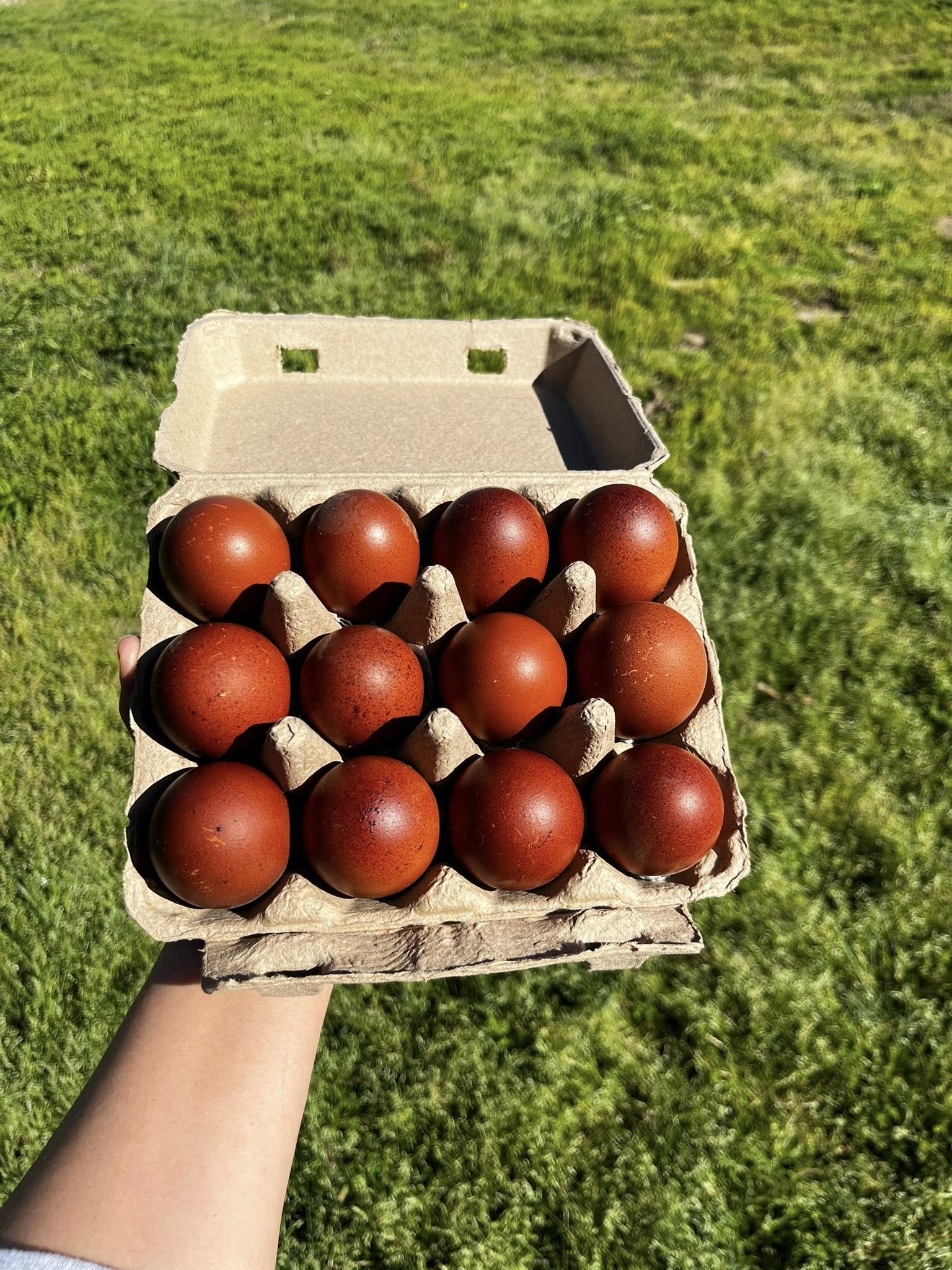 Black Copper Marans Hatching Eggs  – One Dozen | Levels 7+