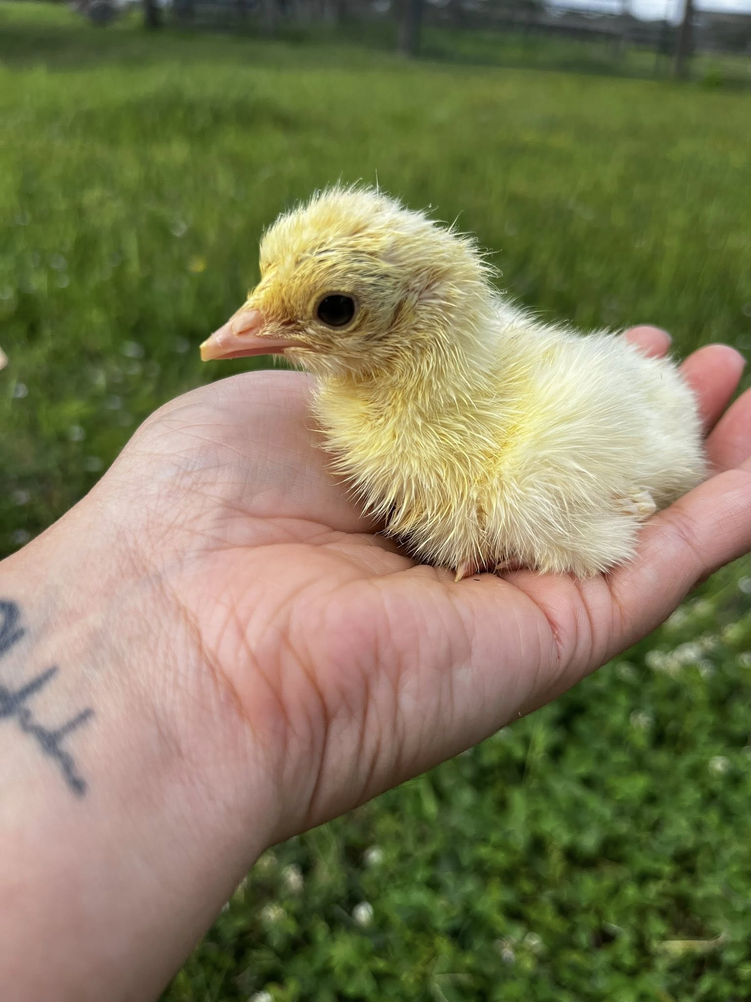Heritage Blue Slate Turkey Hatching Eggs – Half Dozen | Blue Slate, Lavender & Black Poults