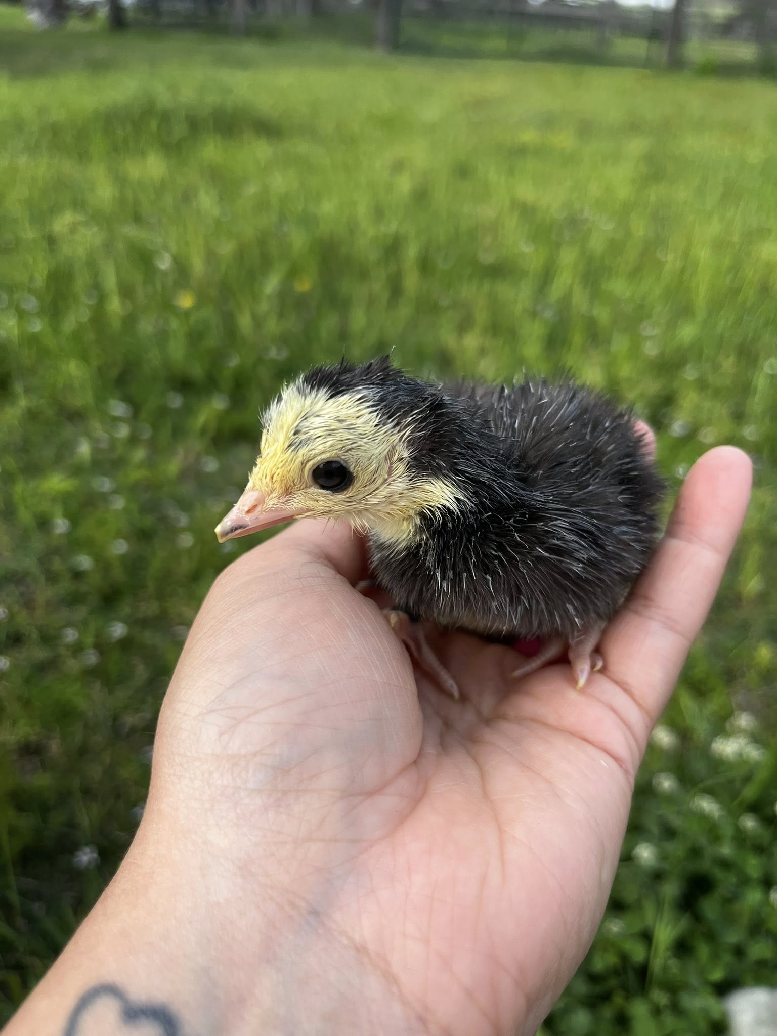 Heritage Blue Slate Turkey Hatching Eggs – Half Dozen | Blue Slate, Lavender & Black Poults