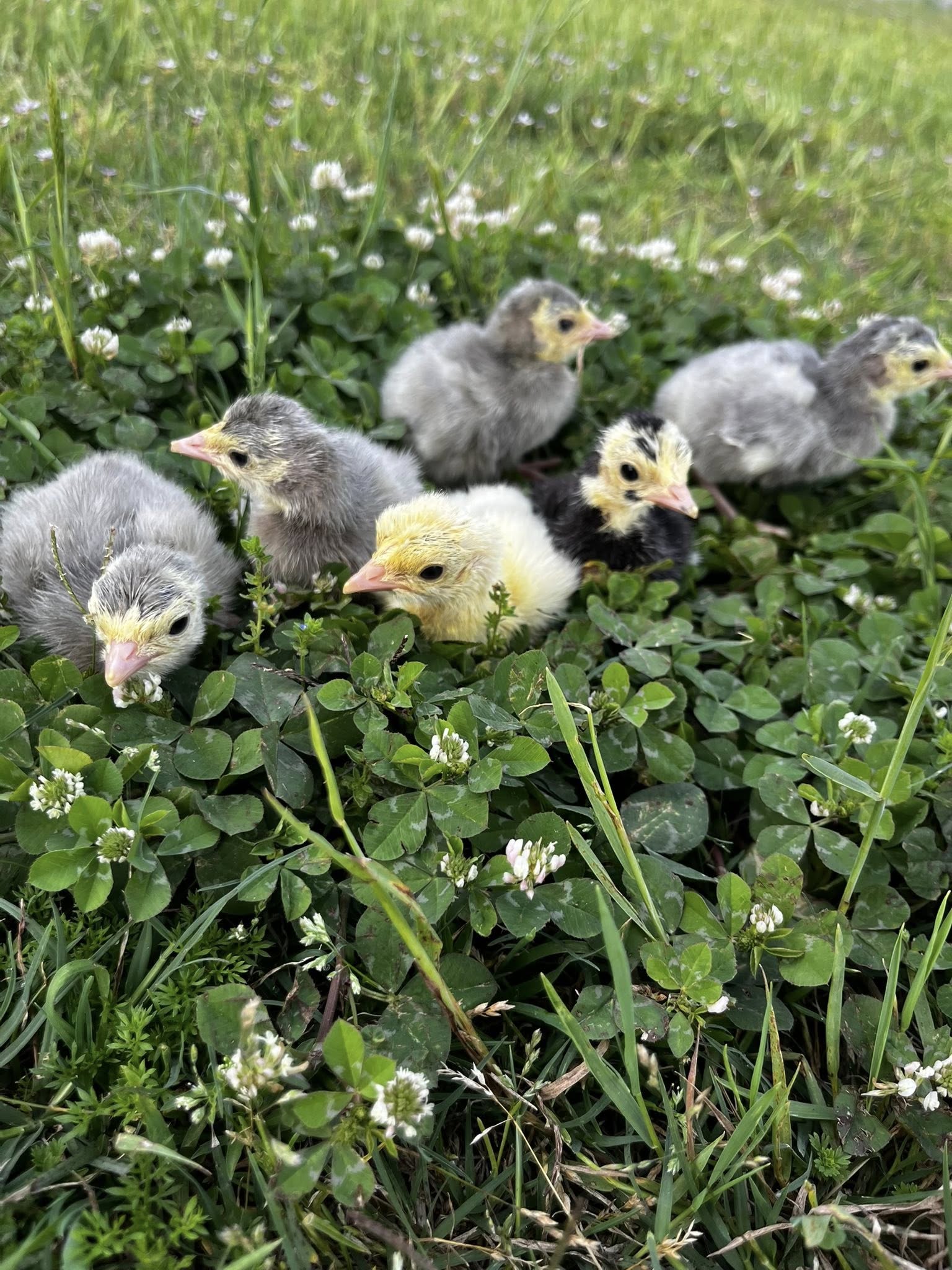 Heritage Blue Slate Turkey Hatching Eggs – Half Dozen | Blue Slate, Lavender & Black Poults
