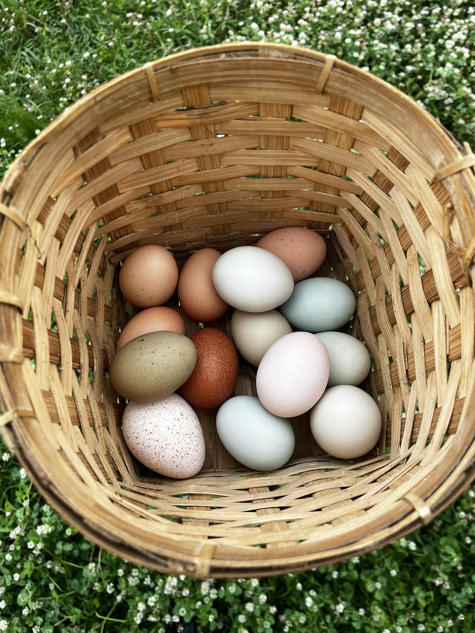 Rainbow Hatching Eggs – One Dozen | Rooster Roulette