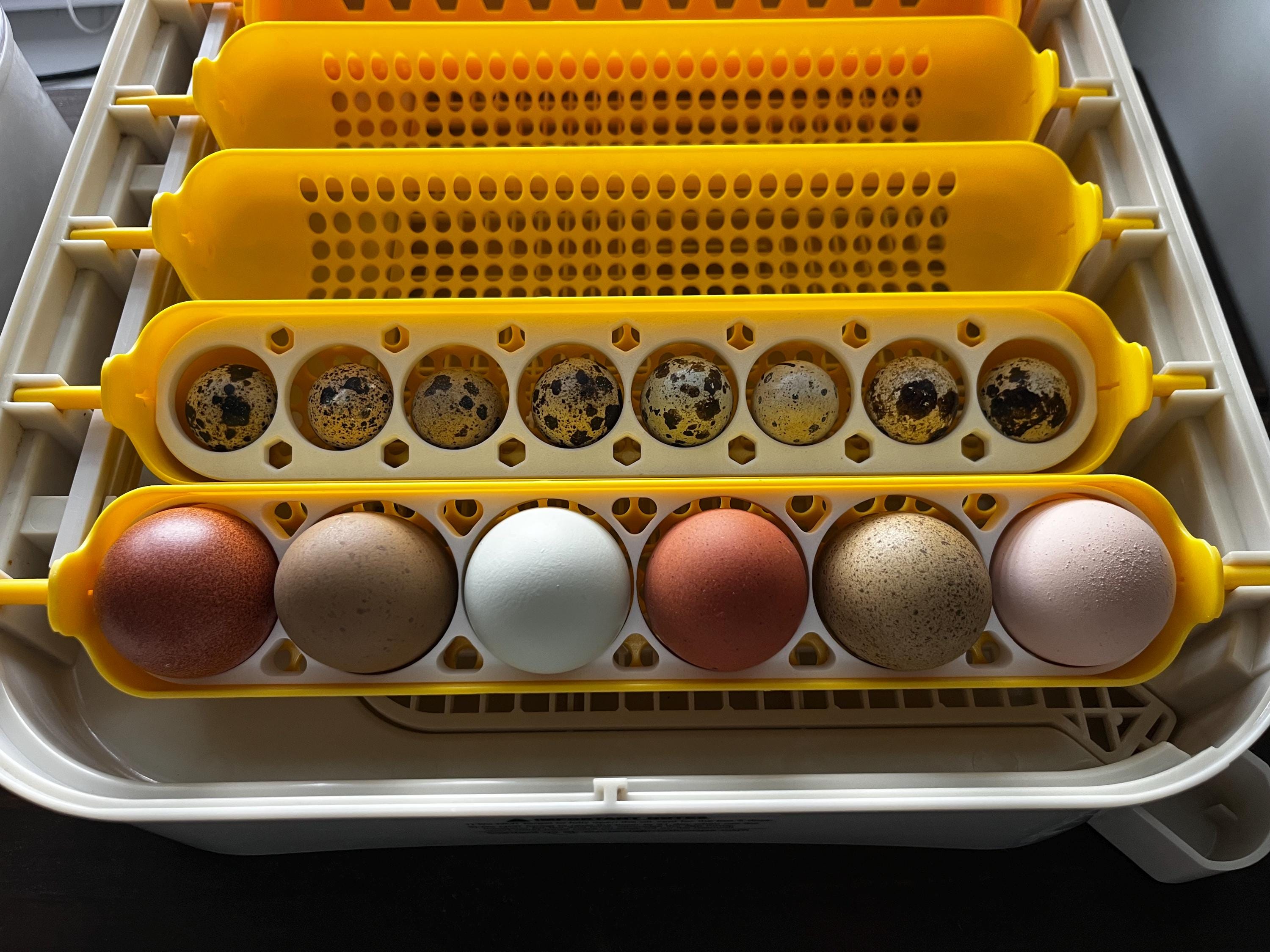 Maticoopx Egg Divider Trays | 3D Printed