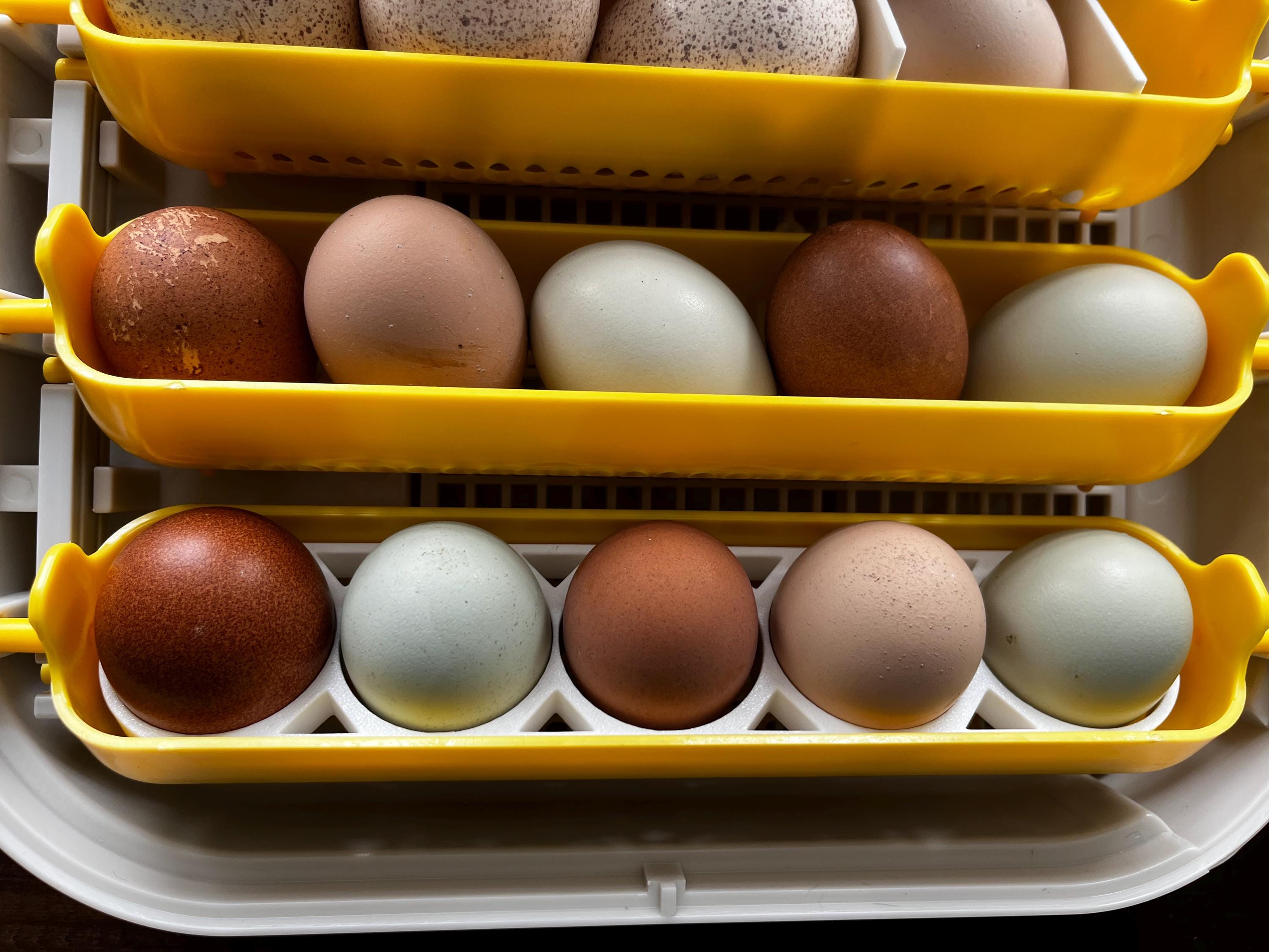 Maticoopx Egg Divider Trays | 3D Printed