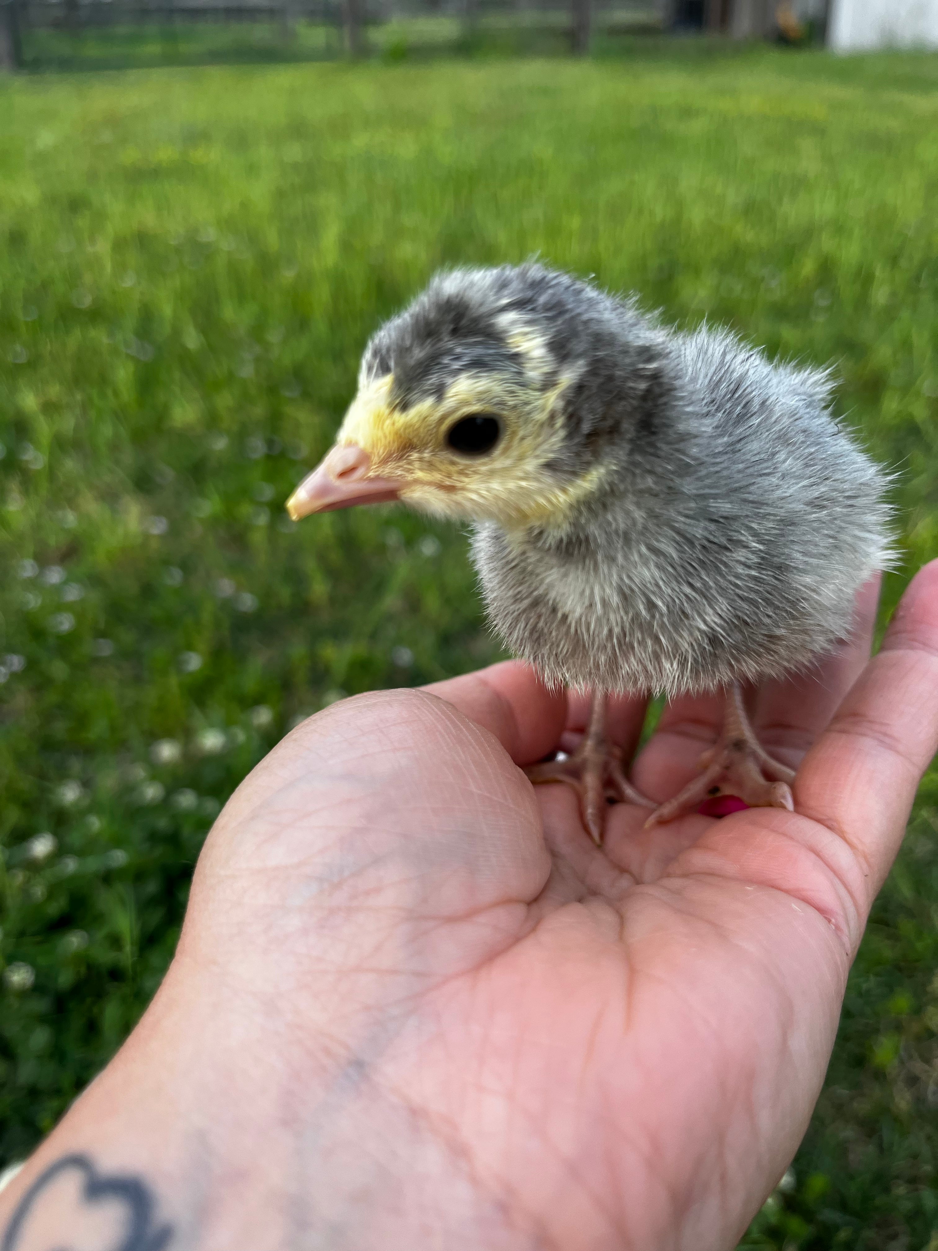 Heritage Blue Slate Turkey Hatching Eggs – Half Dozen | Blue Slate, Lavender & Black Poults